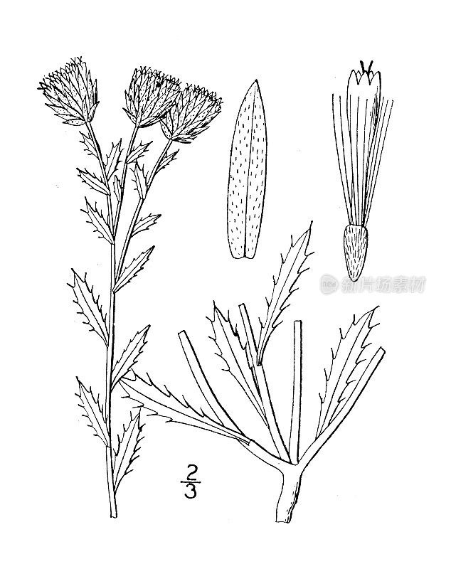 古植物学植物插图:Eriocarpum grindelioides